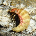 Nyctophila reichii -  1. Fund (Weibchen)