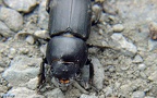 Dorcus parallelipipedus -  3. Fund (Weibchen)