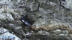 Sinodendron cylindricum -  1. Fund (Männchen)