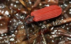 Familie Lycidae (Laporte, 1836)