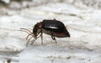 Familie Melyridae (Leach, 1815)