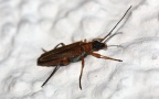 Familie Oedemeridae (Latreille, 1810)