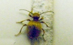 Familie Ptinidae (Latreille, 1802)