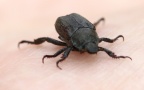 Familie Rutelidae (MacLeay, 1819) 