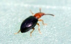 Familie Salpingidae (Leach, 1815)