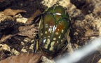 Familie Scarabaeidae (Latreille, 1802)