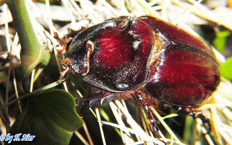 Oryctes nasicornis -  1. Fund (Männchen)