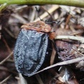 Oiceoptoma thoracicum -  1. Fund
