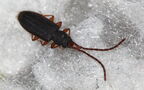 Uleiota planata -  2. Fund