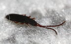 Uleiota planata -  2. Fund