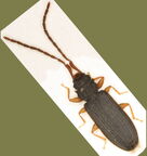 Uleiota planata -  2. Fund