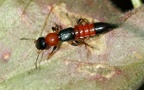 Paederus littoralis -  1. Fund