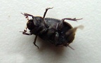 Trox hispidus -  1. Fund