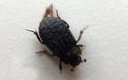 Trox hispidus -  1. Fund