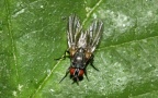 Familie Anthomyiidae (Latreille, 1829)