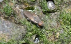 Familie Anthomyiidae (Latreille, 1829)
