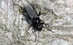 Familie Bibionidae (Fleming, 1821)