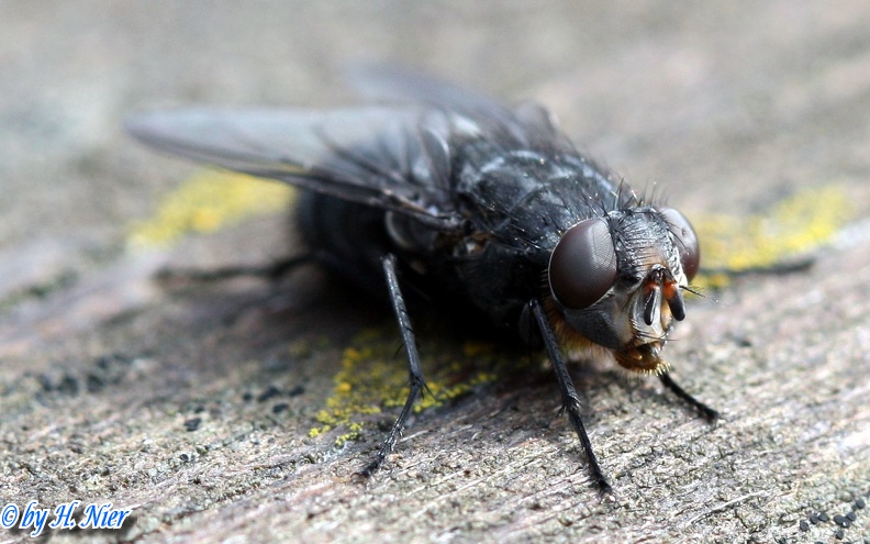 Calliphora vomitoria -  1. Fund