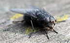 Calliphora vomitoria -  1. Fund