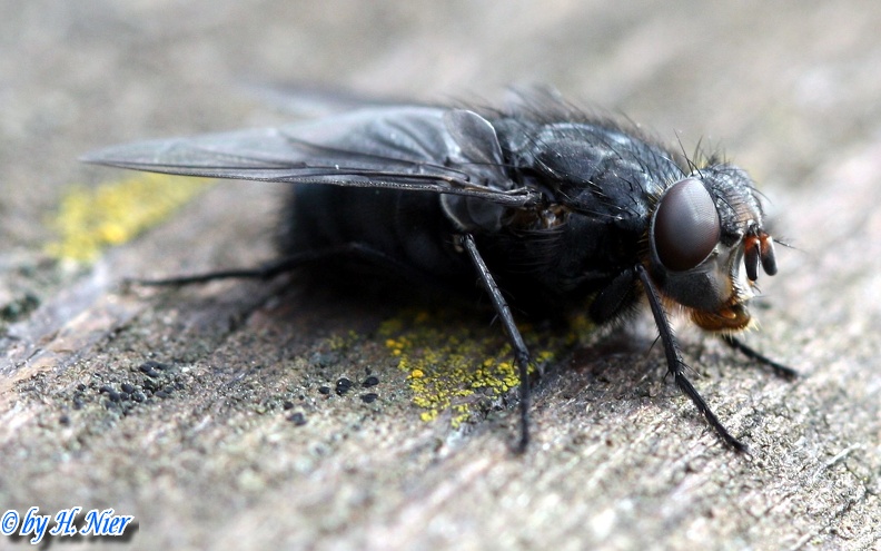Calliphora vomitoria -  1. Fund