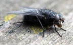 Calliphora vomitoria -  1. Fund