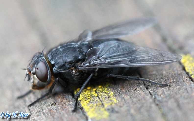 Calliphora vomitoria -  1. Fund