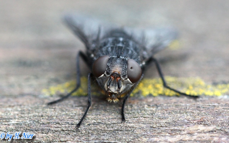 Calliphora vomitoria -  1. Fund