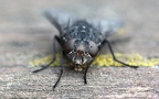 Calliphora vomitoria -  1. Fund
