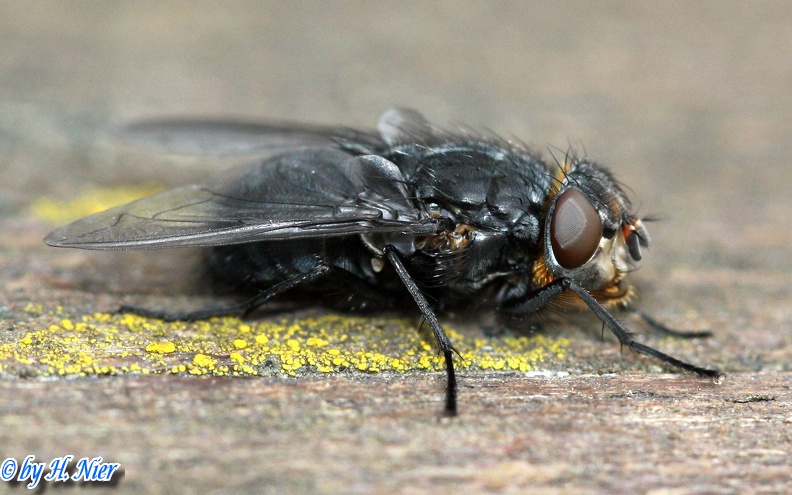 Calliphora vomitoria -  1. Fund