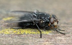 Calliphora vomitoria -  1. Fund