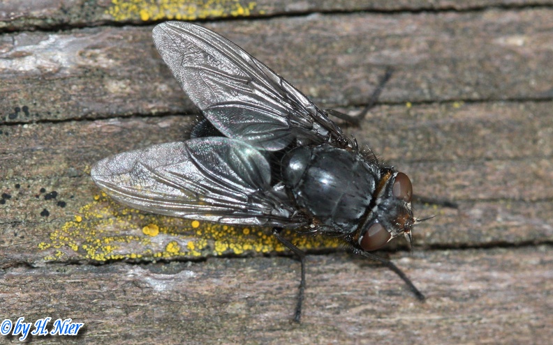 Calliphora vomitoria -  1. Fund