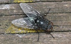Calliphora vomitoria -  1. Fund