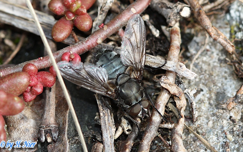 Pollenia cf. vagabunda -  1. Fund (Männchen)