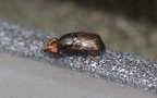 Familie Chloropidae (Rondani, 1856)