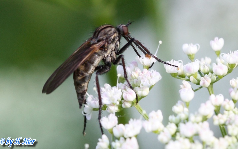 Empis tessellata -  1. Fund