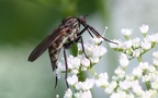 Empis tessellata -  1. Fund