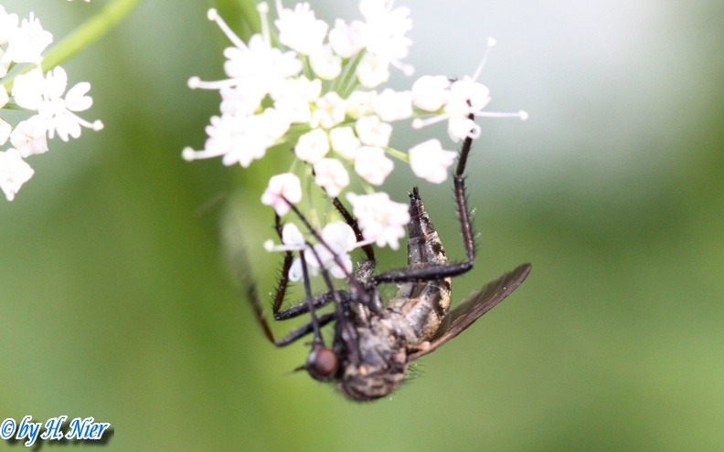 Empis tessellata -  1. Fund