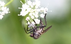 Empis tessellata -  1. Fund