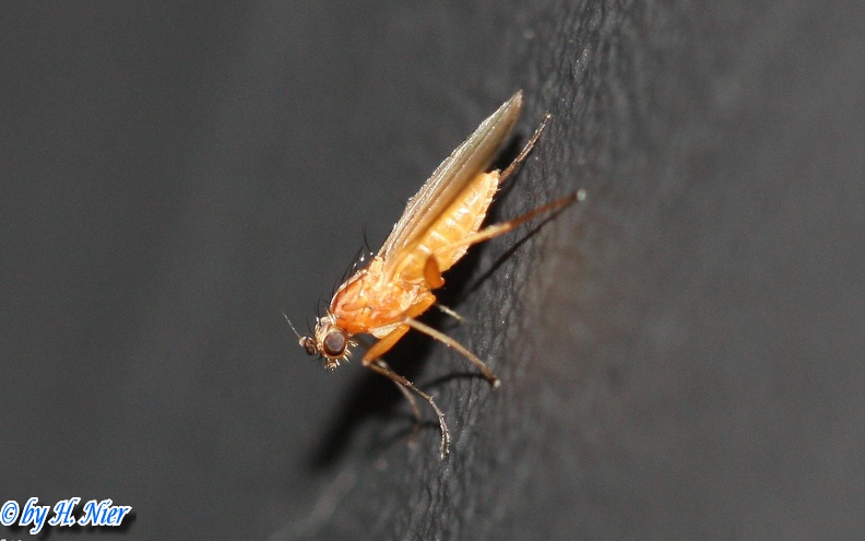 Lonchoptera cf. lutea -  1. Fund