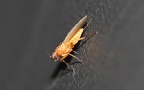 Lonchoptera cf. lutea -  1. Fund