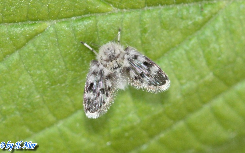 Pericoma blandula -  2. Fund
