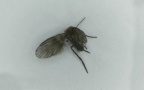 Familie Psychodidae (Newman, 1834)