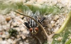 Familie Sarcophagidae (Macquart, 1834)