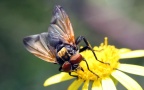 Familie Tachinidae (Robineau-Desvoidy, 1830)