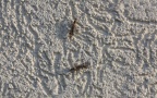 Familie Tipulidae (Pierre, 1924)
