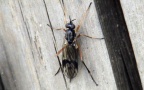 Familie Xylophagidae (Fallén, 1810)