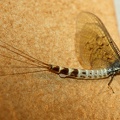 Ephemera danica -  3. Fund (Eierlegendes Weibchen)