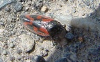Haematoloma dorsatum (Ahrens, 1812)