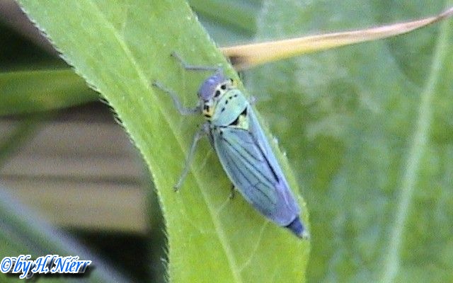 Cicadella viridis -  1. Fund