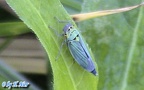 Cicadella viridis (Linnæus, 1758)
